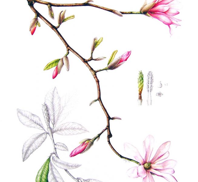 Magnolia x loebneri Leonard Messel - Leigh Ann Gale